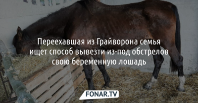 Переехавшая из Грайворона семья ищет способ вывезти из-под обстрелов свою беременную лошадь