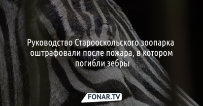 Руководство Старооскольского зоопарка оштрафовали после пожара, в котором погибли зебры