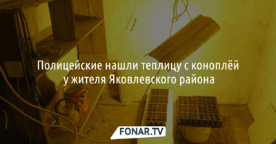 Полицейские нашли теплицу с коноплёй у жителя Яковлевского горокруга