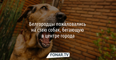Белгородцы пожаловались на стаю собак в центре города