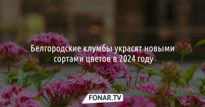 Белгородские клумбы украсят новыми цветами в 2024 году