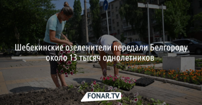 Шебекинские озеленители передали Белгороду около 13 тысяч однолетников