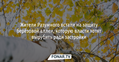 Жители Разумного встали на защиту берёзовой аллеи, которую власти хотят вырубить ради застройки 
