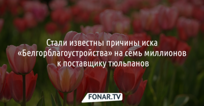 Стали известны причины иска «Белгорблагоустройства» на 7 миллионов к поставщику тюльпанов