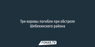 Три коровы погибли при обстреле Шебекинского района