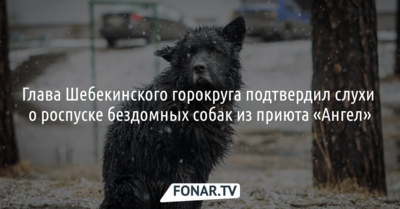 В Шебекинском горокруге стерилизованных и привитых собак из приюта «Ангел» отпустят на улицу