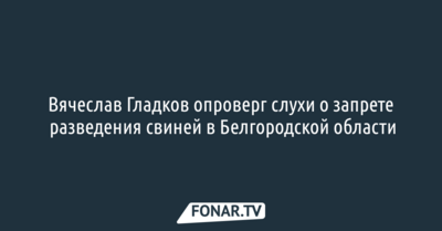 Вячеслав Гладков опроверг слухи о запрете разведения свиней в Белгородской области